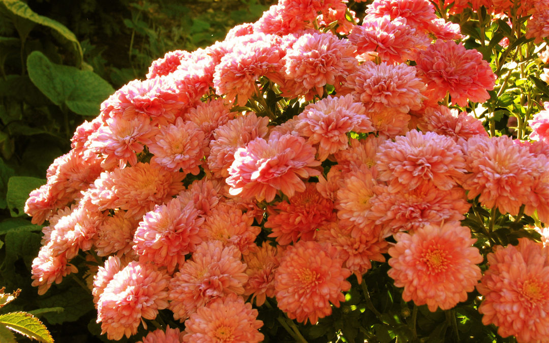 Chrysanthemums – How to get beautiful fall blooms!