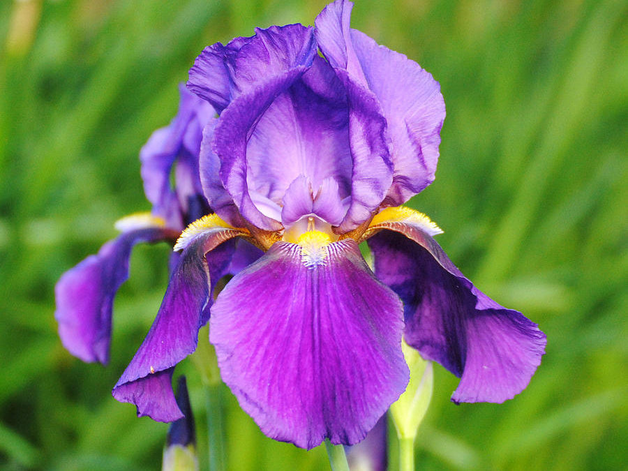How to Plant and Care For Bearded Iris